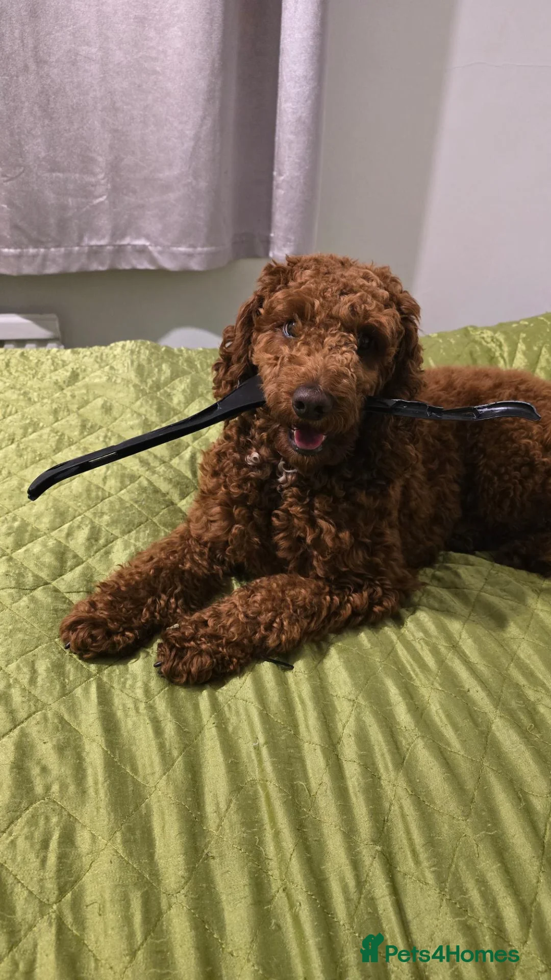 Cockapoo dogs for sale: 1-Year-Old Cockapoo Looking for His Forever Home in Norwich - Advert 2