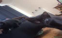 Mixed Breed cats for sale: All black kittens for sale - Image 1
