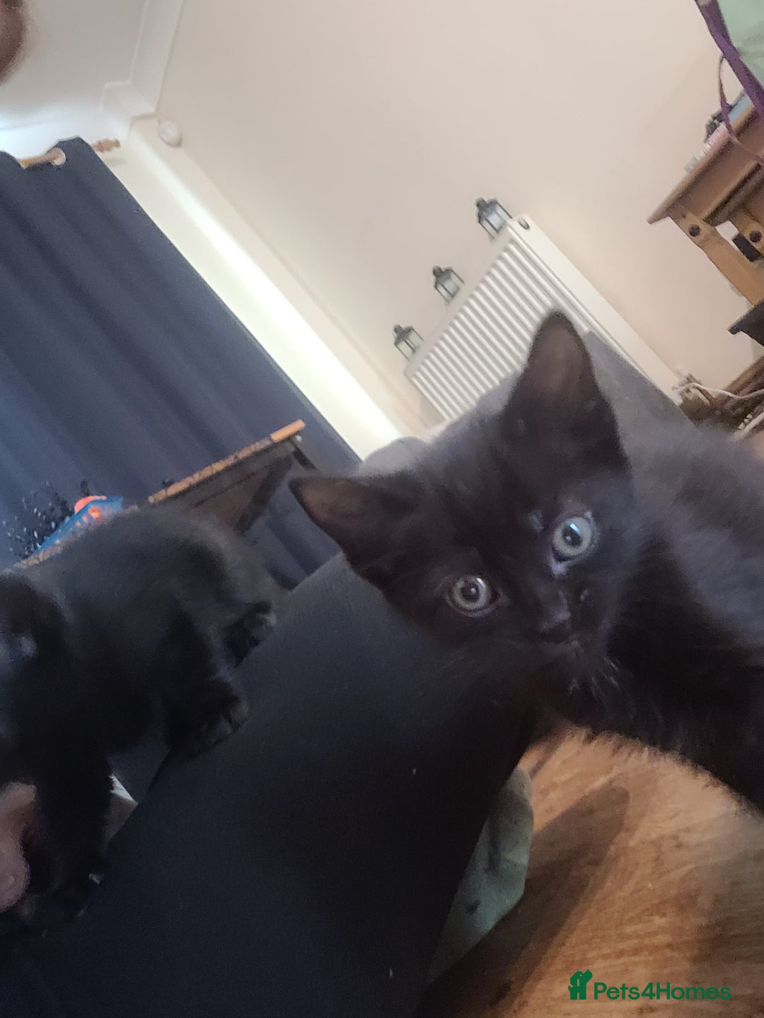 Mixed Breed cats for sale: All black kittens for sale - Image 1