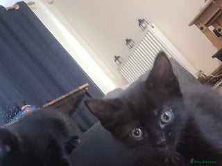 Mixed Breed cats - Advert 8