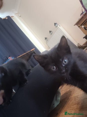 Mixed Breed cats - Advert 1