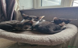 Domestic Shorthair cats for sale: Bundles off fun  - Image 10