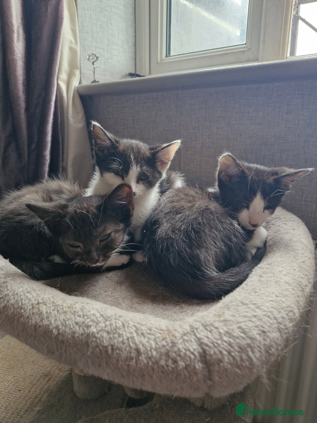 Domestic Shorthair cats for sale: Bundles off fun  - Image 10