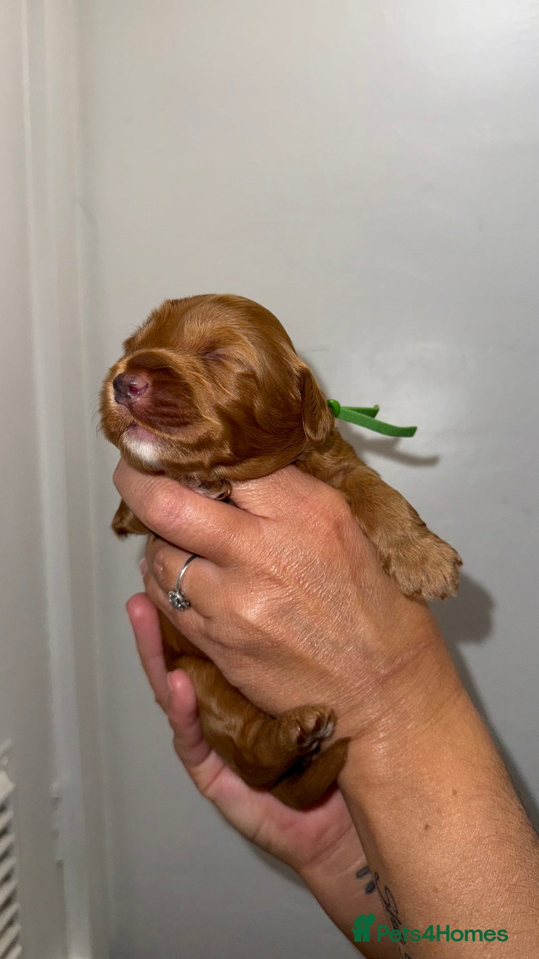 Australian Labradoodle dogs for sale: Stunning Labradoodle puppies - Advert 13