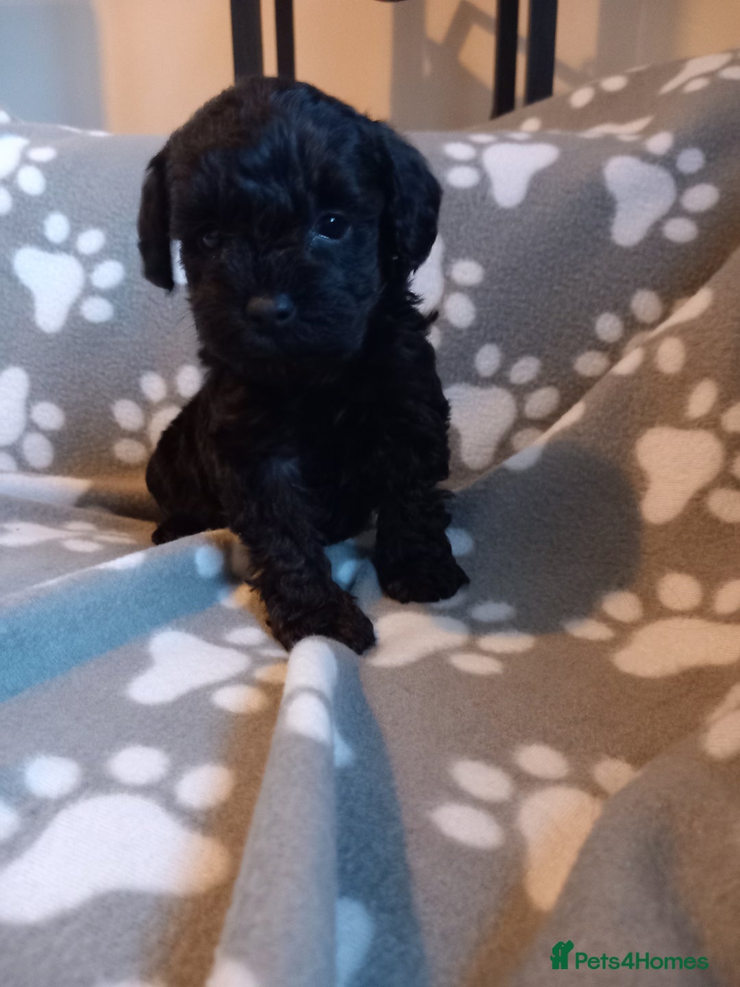 Mixed Breed dogs for sale: TOY SHNOODLES READY 21 DEC - Advert 37