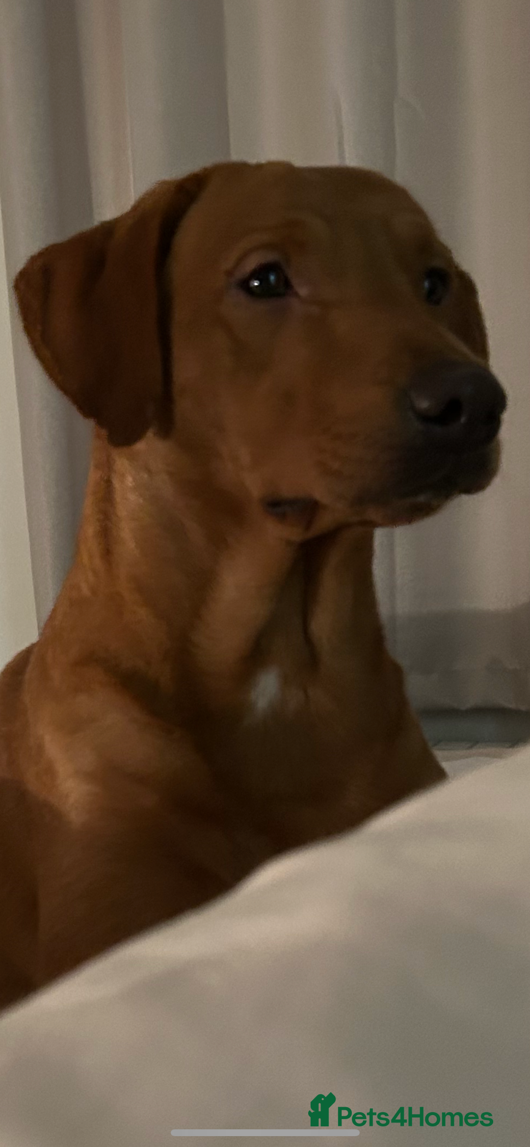 Labrador Retriever dogs for stud: PROVEN KC registered red Labrador  - Advert 1