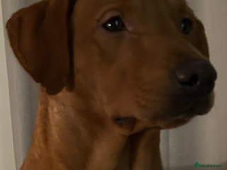 Labrador Retriever dogs PROVEN KC registered red Labrador - Advert 22