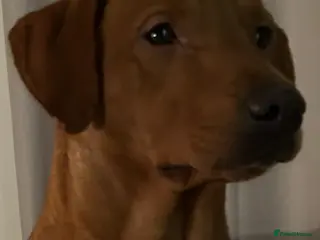 Labrador Retriever dogs PROVEN KC registered red Labrador - Advert 7