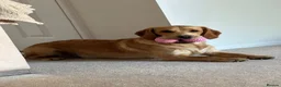 Cockerdor dogs for stud: Gorgeous cockerdor FOR STUD - Advert 6