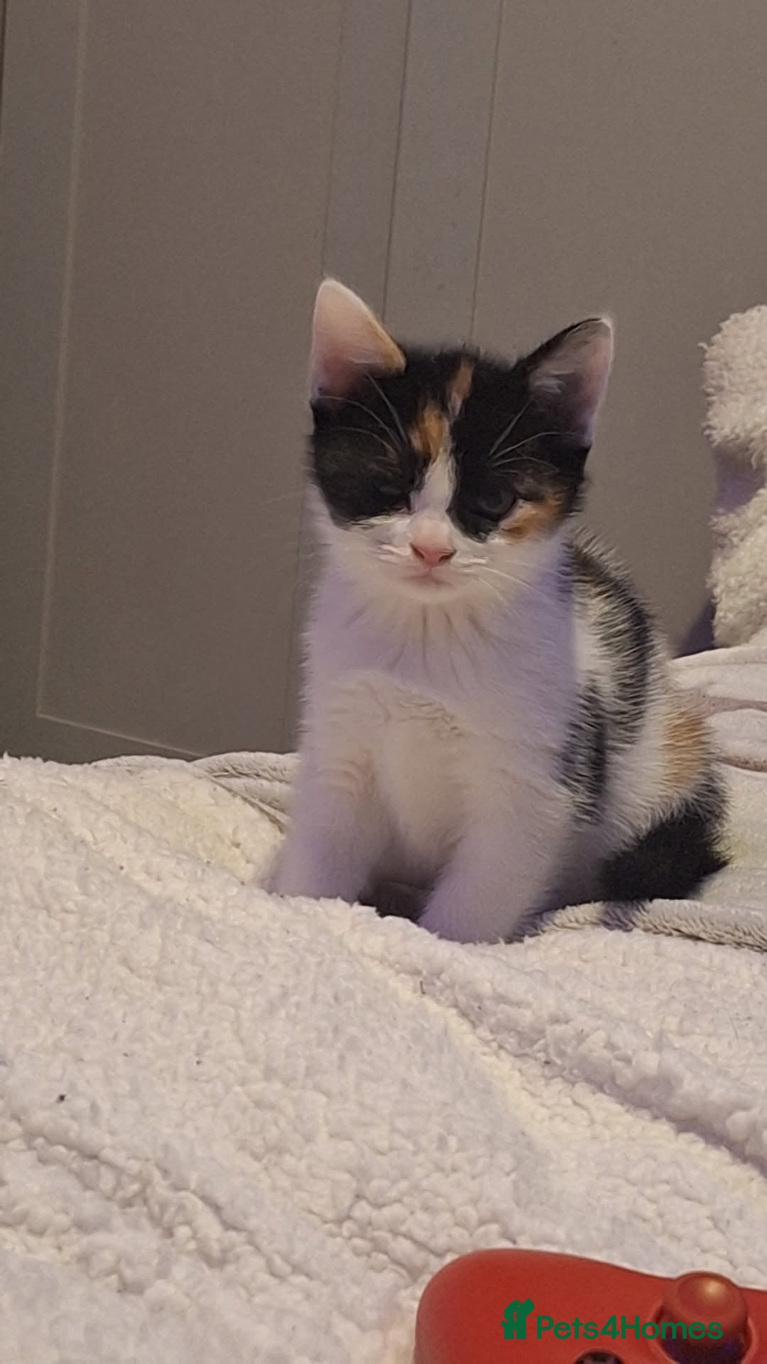 Mixed Breed cats Calico mix - Advert 3