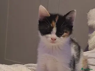 Mixed Breed cats Calico mix - Advert 3