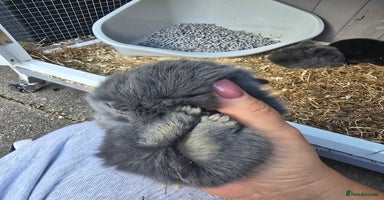 Mini Lop rabbits - Advert 2