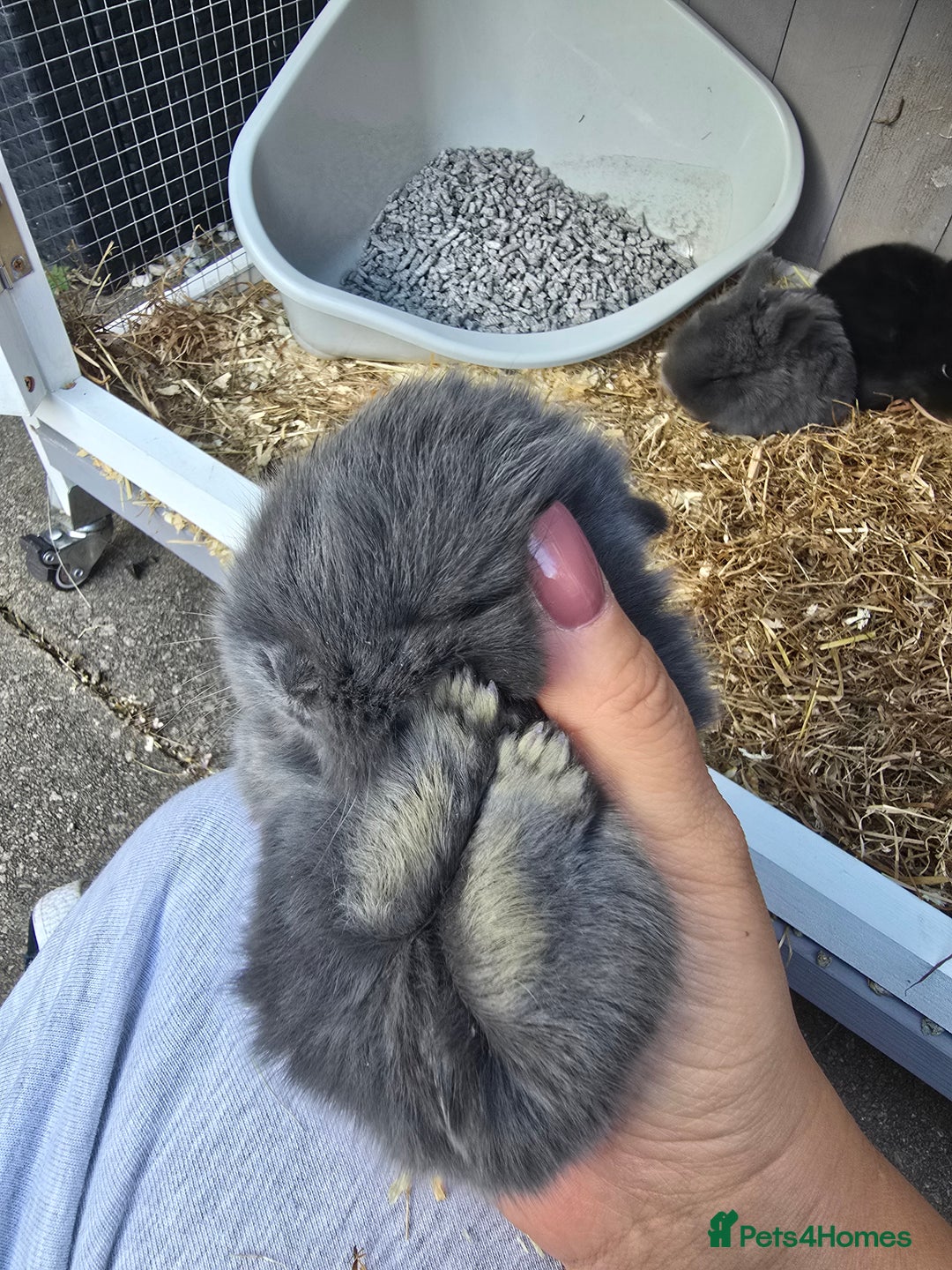 Mini Lop rabbits for sale: Mini lop rabbits  - Image 2