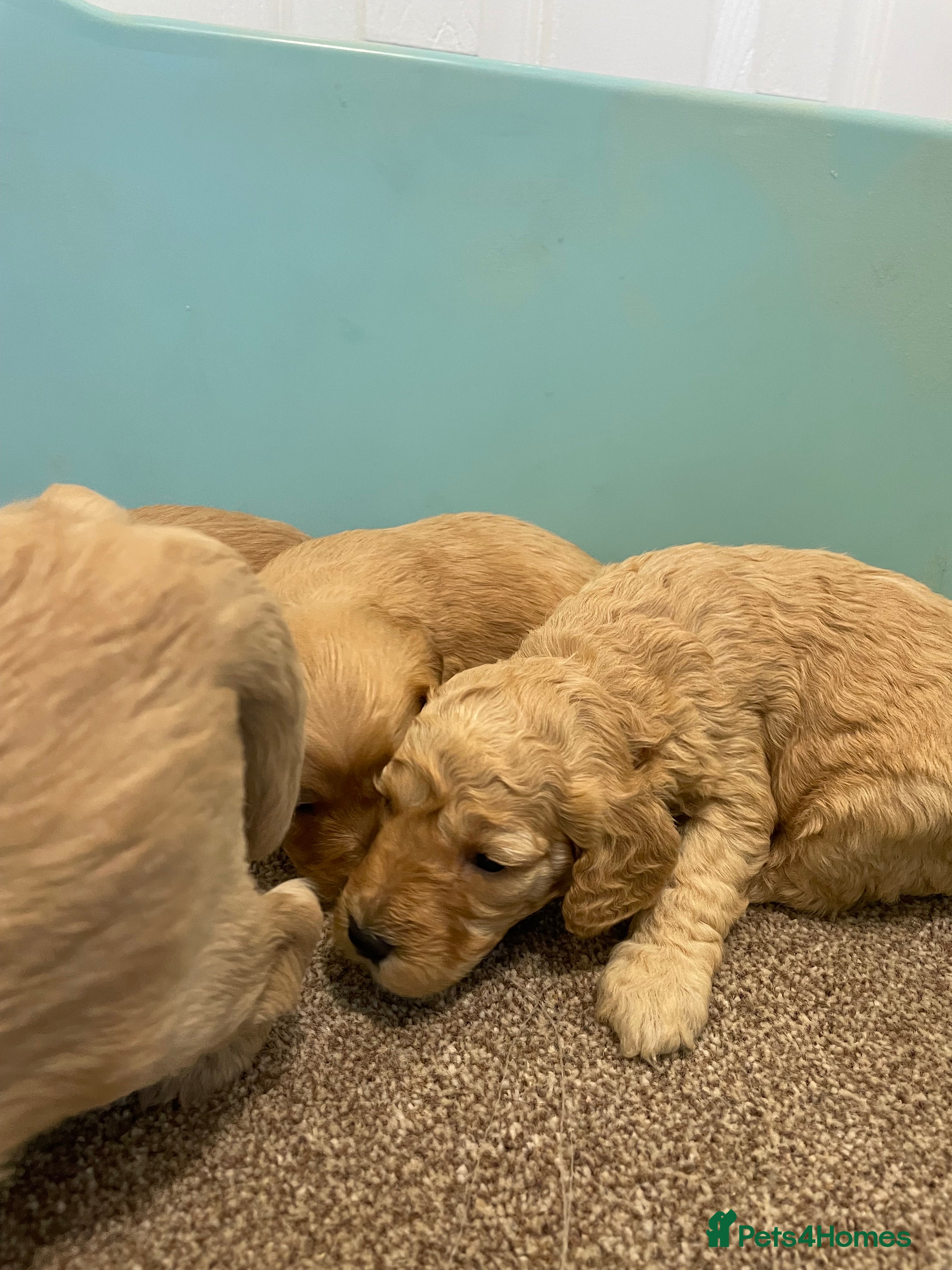 Cockapoo dogs P,r,a clear f1 cockpoo - Advert 3