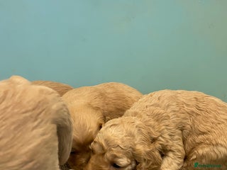 Cockapoo dogs P,r,a clear f1 cockpoo - Advert 3