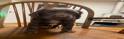 Sprocker dogs for sale: Sproker puppies born 21/9/2026 - Advert 3