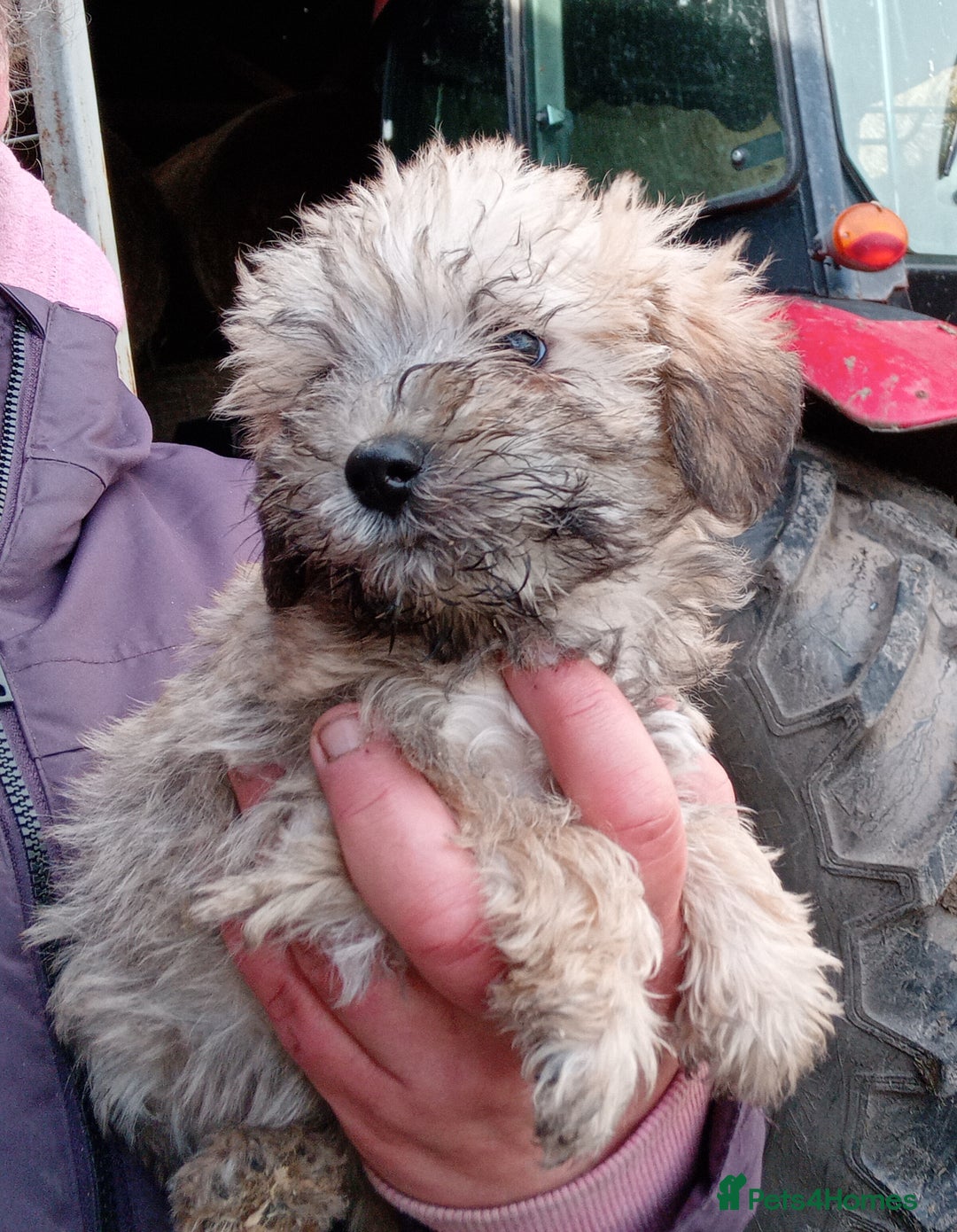Mixed Breed dogs for sale: Schnoodle pups - Advert 3
