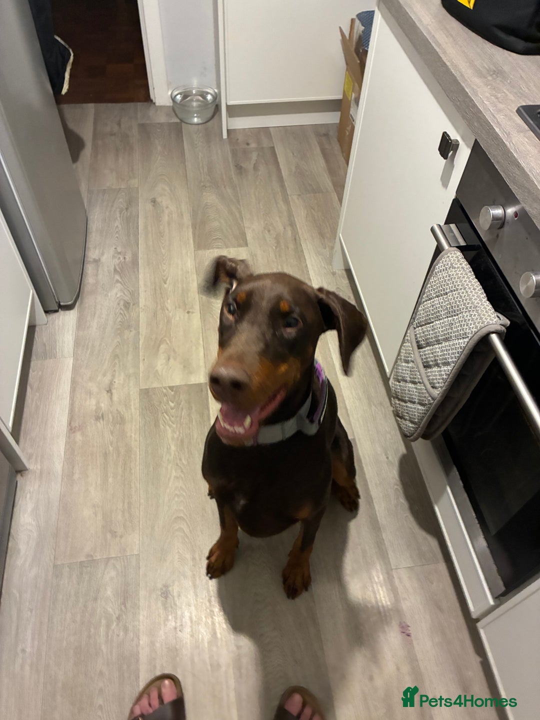 Dobermann dogs for sale: Doberman - Image 13