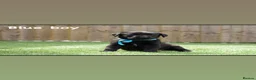 Labrador Retriever dogs for sale: KC registered stunning black labradors  in Heywood - Advert 4
