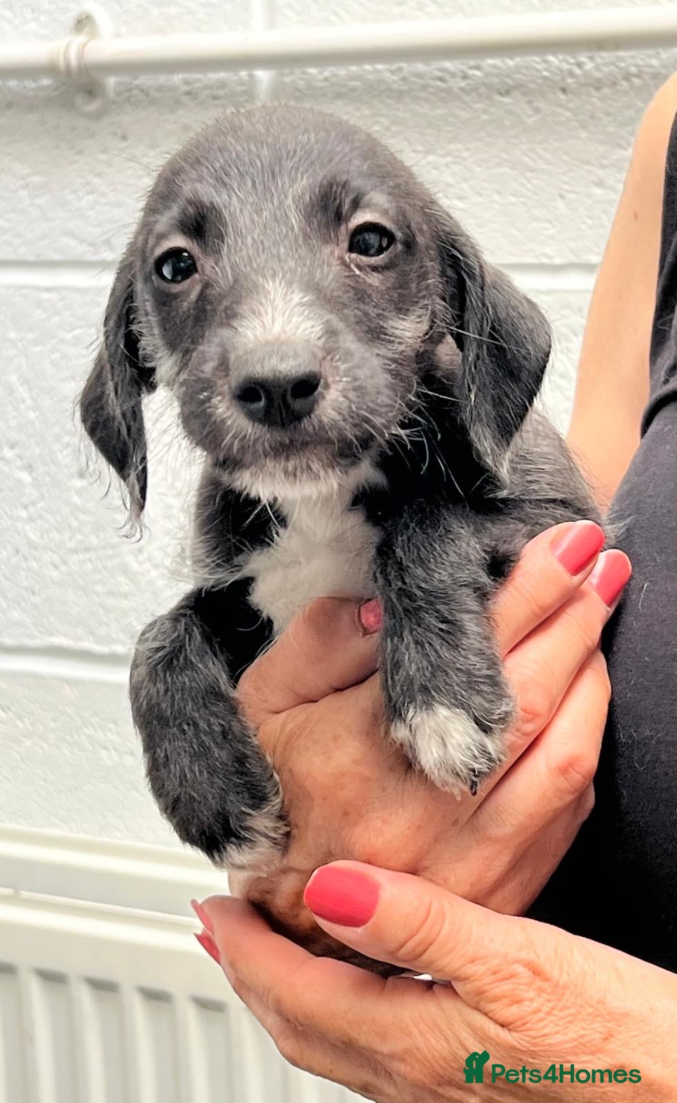 Bedlington Terrier dogs Top Quality F1 Bedlington x Whippet Puppies - Advert 11