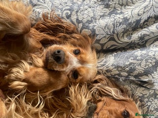 Cocker Spaniel dogs for sale - Advert 1