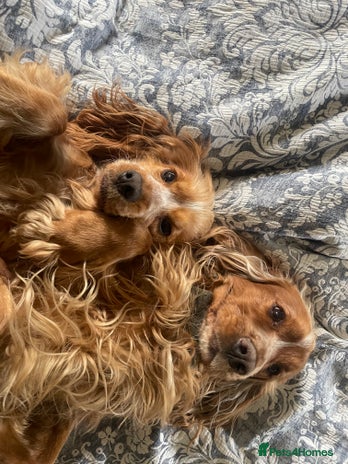 Cocker Spaniel dogs - Advert 1