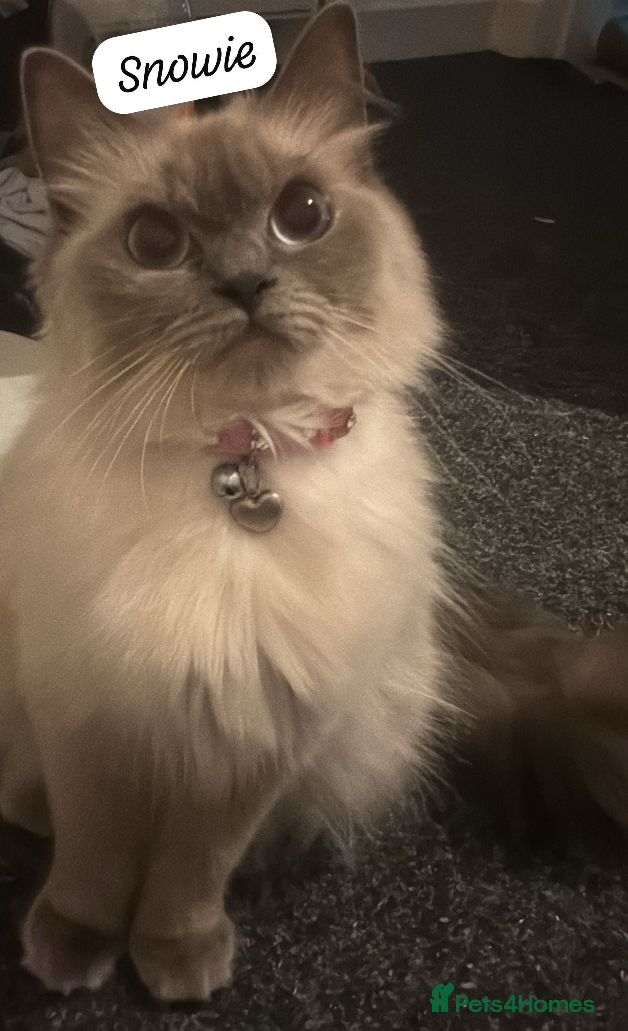 Mixed Breed cats Ragdoll cross kittens - Advert 2