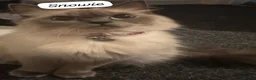 Mixed Breed cats for sale: Ragdoll cross kittens in Glasgow - Advert 1