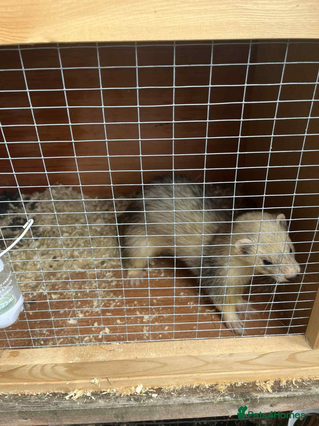 Ferret rodents for sale: Ferret kits  - Image 5