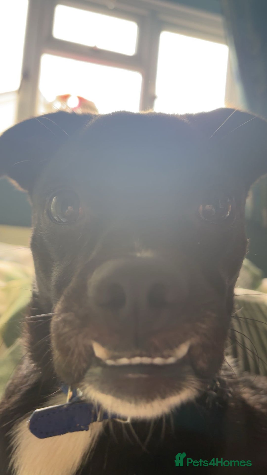 Mixed Breed dogs for sale: milo the pug cross - Image 4