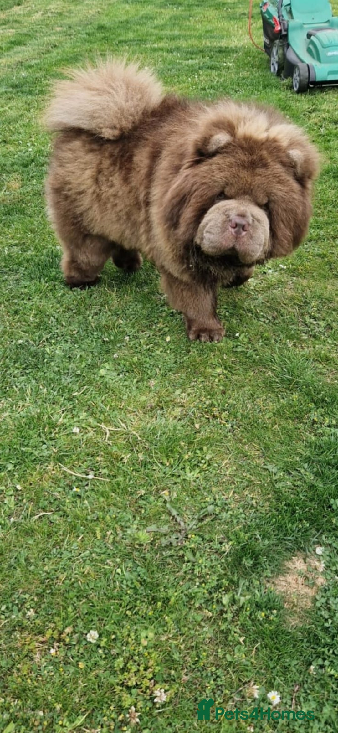 Chow Chow dogs for sale: Chocolate Chow Chow  - Image 5