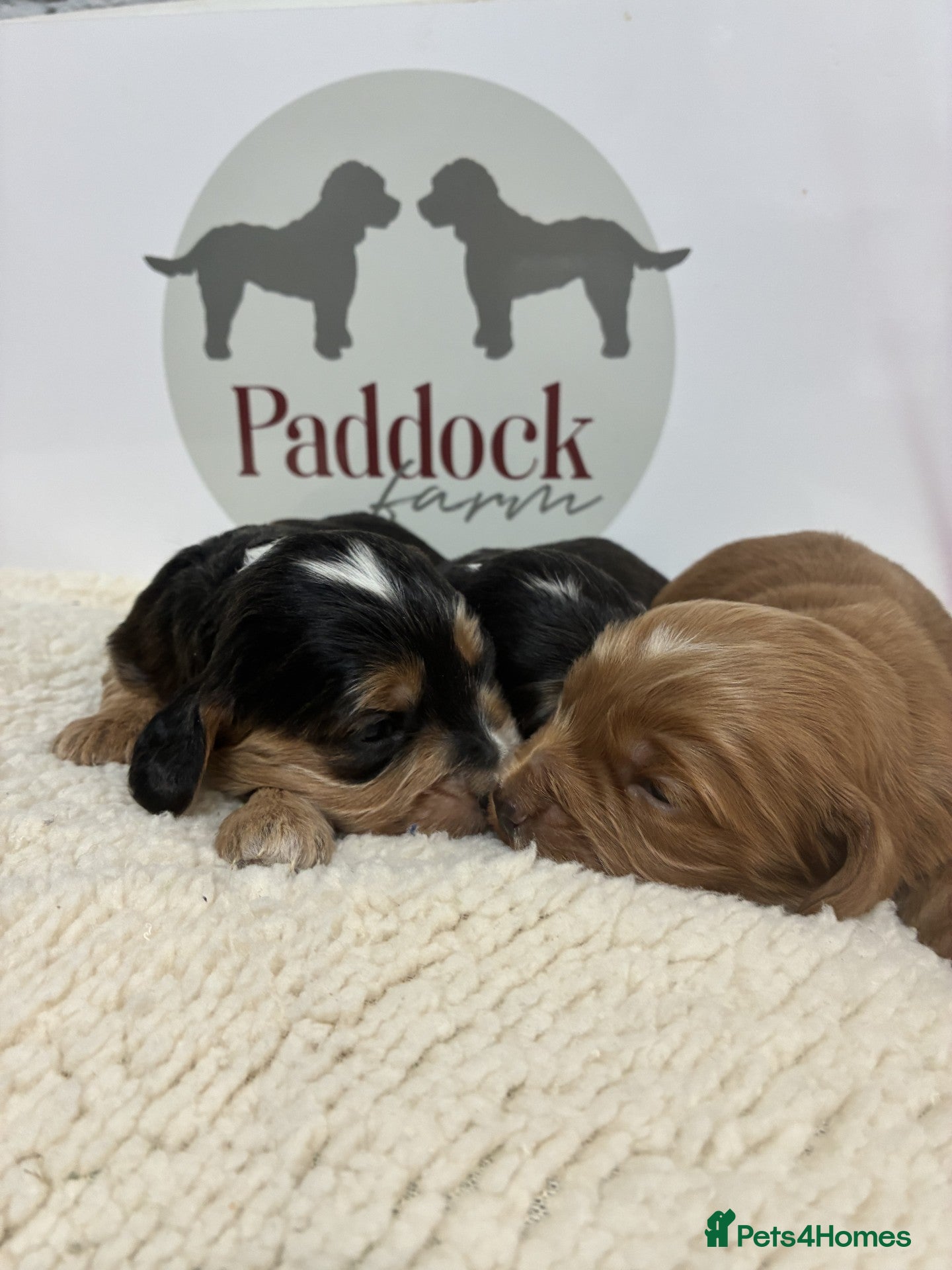 Cockapoo dogs 🌟 Stunning F1 Cockapoo puppies🌟 - Advert 2