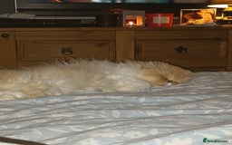 Persian cats for sale: Beautiful smokey red persian female cat  - Image 3