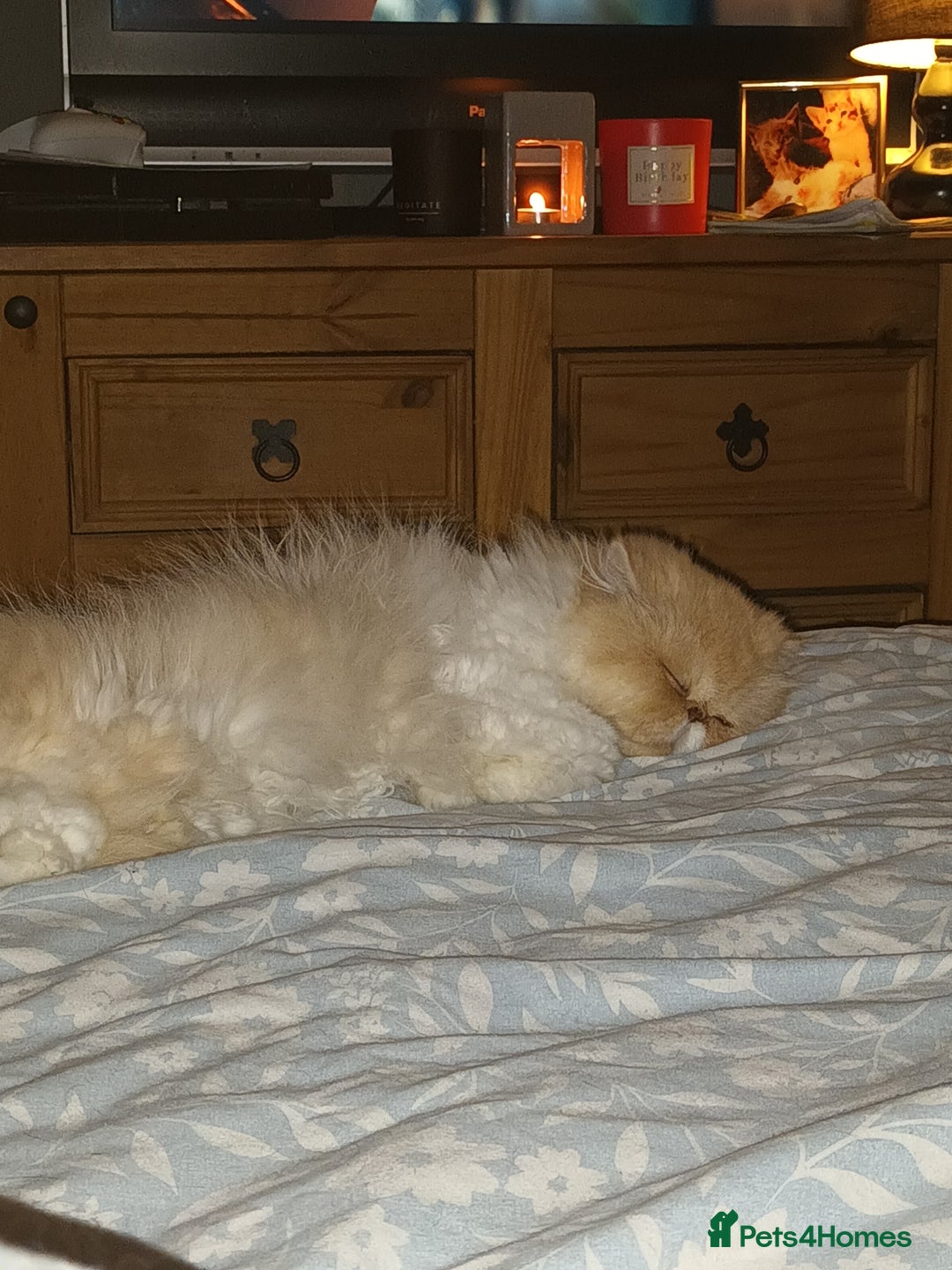 Persian cats for sale: Beautiful smokey red persian female cat  - Image 3