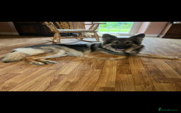 German Shepherd dogs for sale: 8 beautiful long haired German shepherd puppies  - Image 14