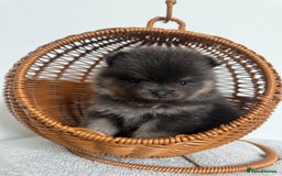 Pomeranian dogs for sale: ** KC pomeranian puppies - Image 2
