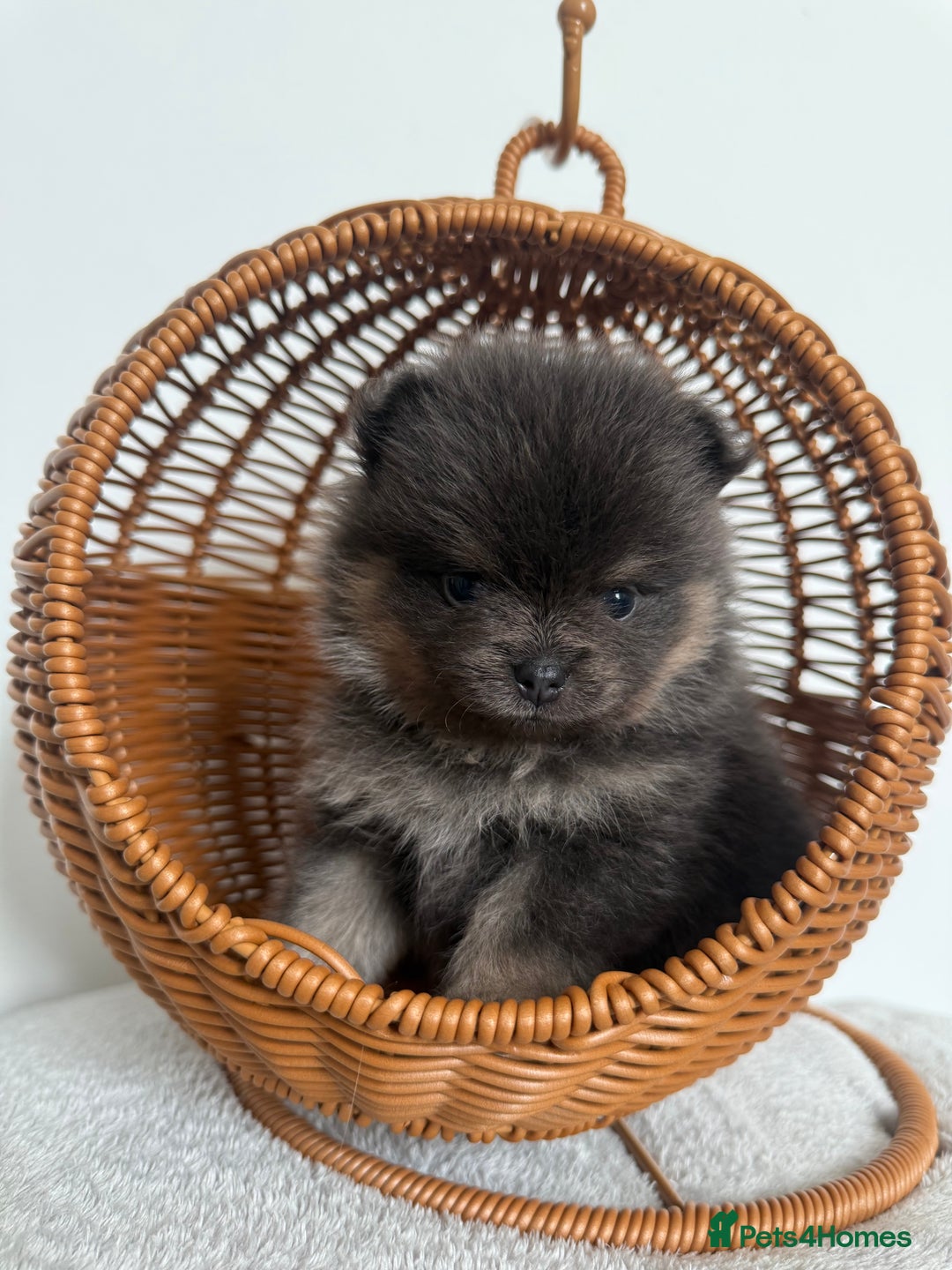 Pomeranian dogs for sale: ** KC pomeranian puppies - Image 2