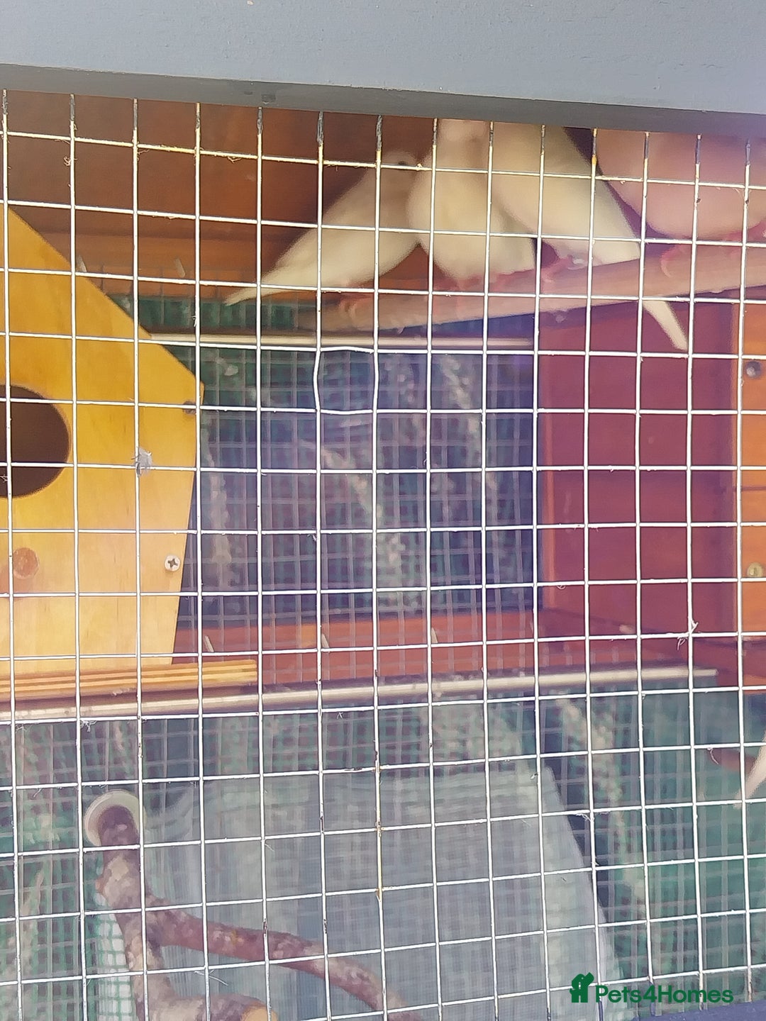 Finches birds for sale: Aviary Birds - Advert 2