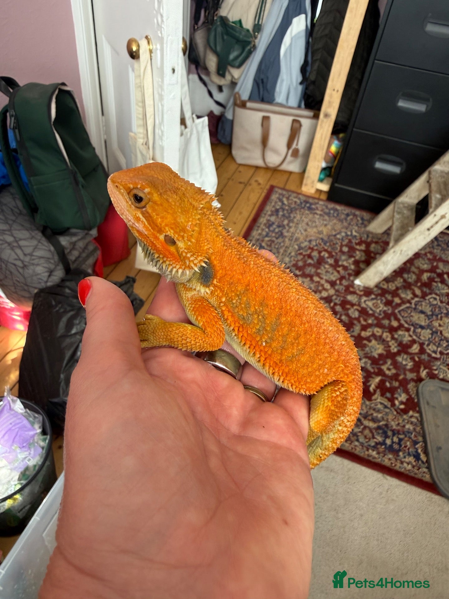 Bearded Dragon reptiles Stunning two bearded dragons - ready to leave!  - Advert 2