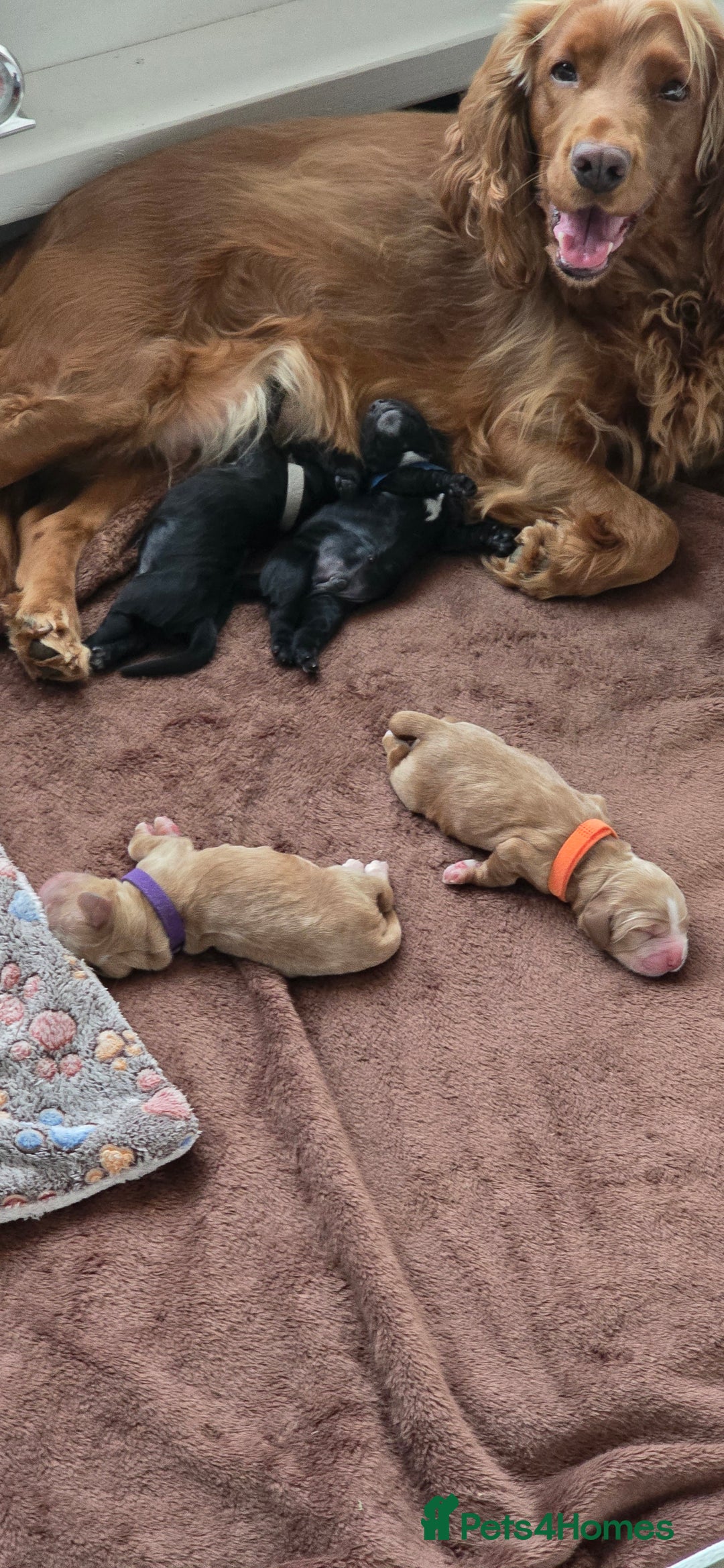 Cocker Spaniel dogs for sale: Gorgeous Cocker Spaniel Pups for sale - Advert 3