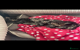 Mixed Breed cats for sale: Tabby kitten  - Image 1