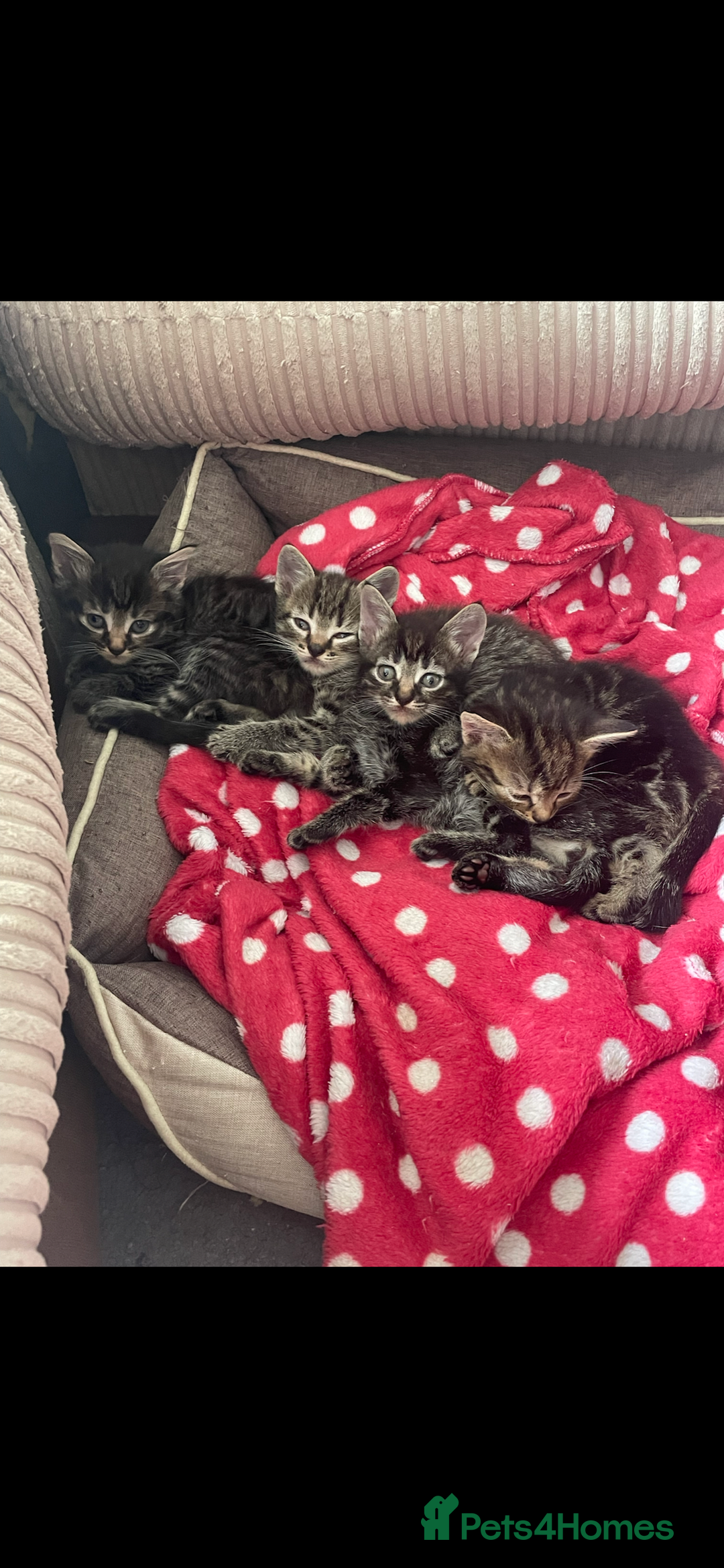 Mixed Breed cats for sale: Tabby kitten  - Image 1