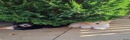 Coton De Tulear dogs for sale: Cotonpoo/Cotonoodle puppies  - Advert 7