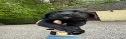 Cockerdor dogs for sale: Beautiful Cockador Puppies in Heriot - Advert 10