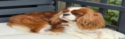 Cavalier King Charles Spaniel dogs for stud: KC Reg for STUD Health Tested Excellent Pedigrees  in Nottingham - Advert 38