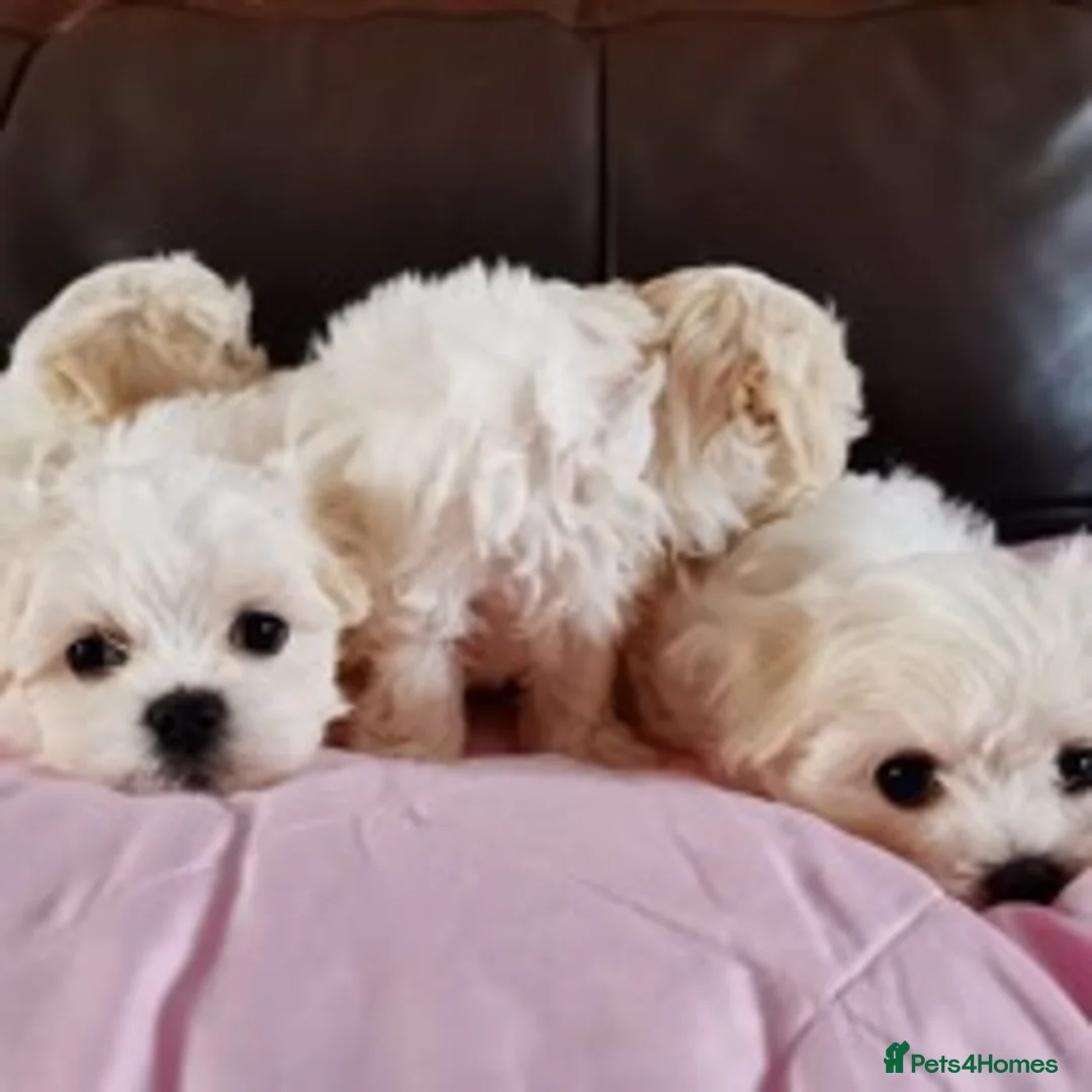 Maltese dogs for stud: beautiful tiny  Maltese boy for stud in Northampton - Advert 7