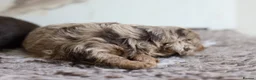 Cavapoo dogs for sale: F1 rare chocolate/choc Merle Cavapoo pups - Advert 21