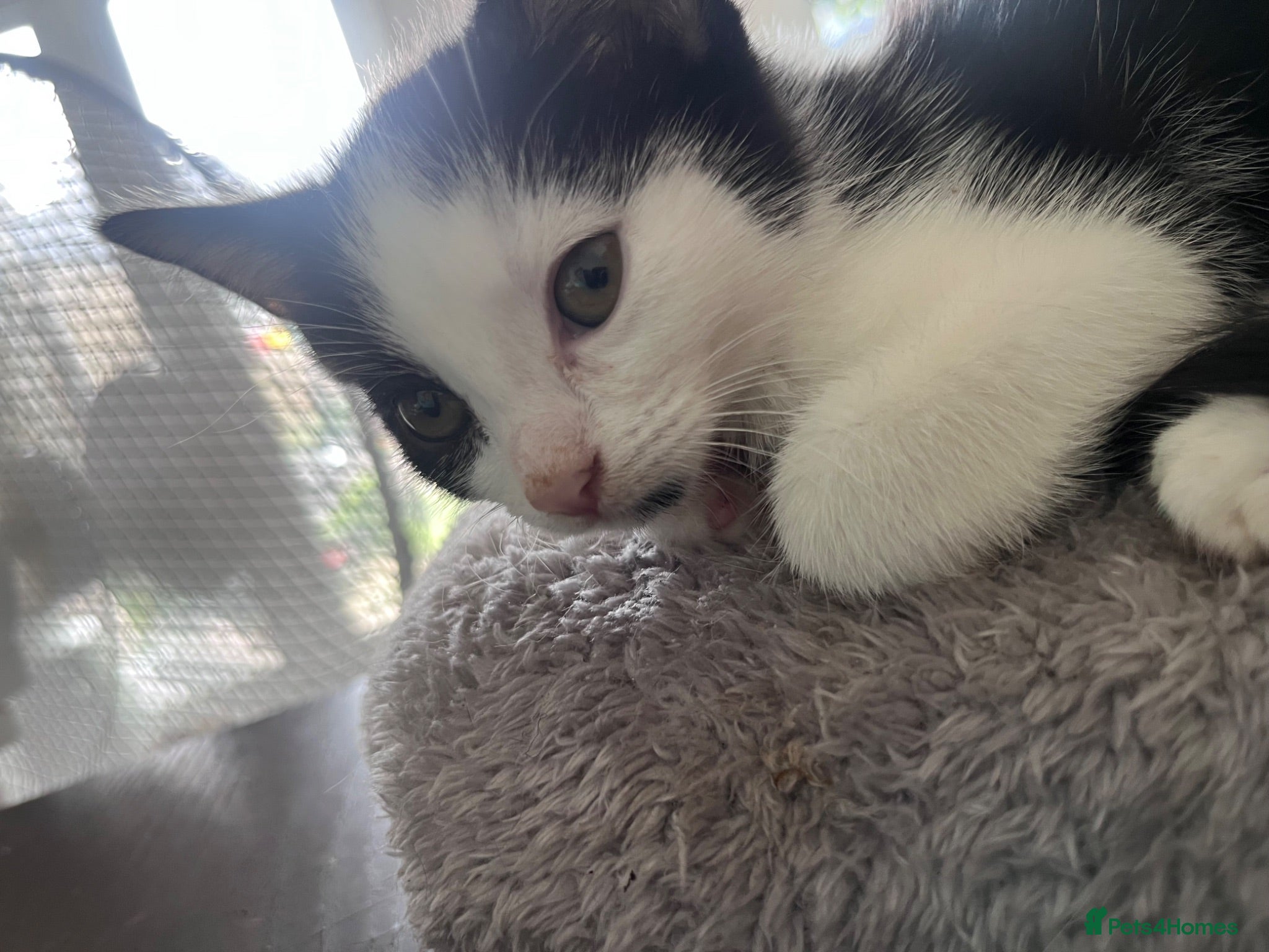 Mixed Breed cats 5 stunning kittens - Advert 6