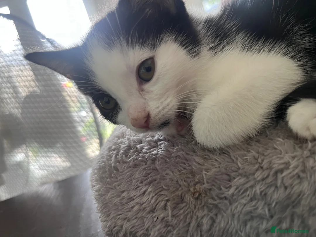 Mixed Breed cats for sale: 5 stunning kittens - Advert 1