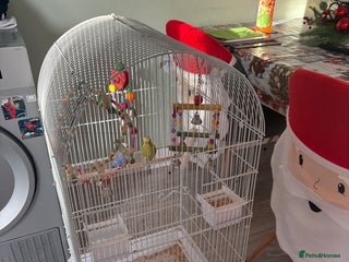 Budgerigars birds Pair of budgies - Advert 1